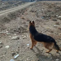 سگ ژرمن باهوش معاوضه با سره