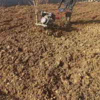 تیلر زنی باغ
