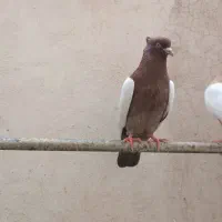 یک جفت کبوتر با جوجه