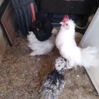 مرغ وخروس