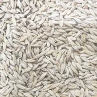 بذر جو سهند