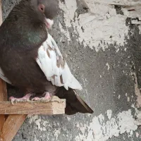 سینه سرخ