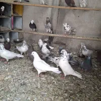 کبوتر|پرنده|پاکدشت, پاکدشت (مامازند)|دیوار