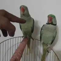 شاه طوطی مولد معاوضه با گرینچیک مولد