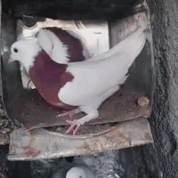 نر وماده طوقی  سر خ کاکلی ماه