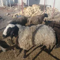 قوچ شارلی همو اصلاح شده