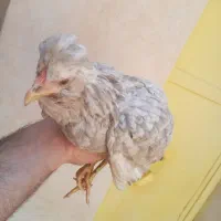 متن کامل بخونید