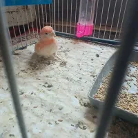 جوجه قناری موزایکی سرخ