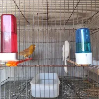 قناری نر و ماده رسمی بلندگلاسترموزاییکی واورجینال