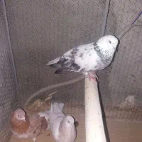 قفس همراه پرنده