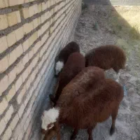 بره ماده افشاری