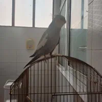 عروس هلندی نر