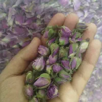 گل محمدی