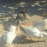 اردک
