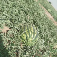 هندوانه درجه یک پوست نازک