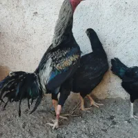 جوجه لاری