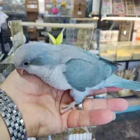 راهب کواکر