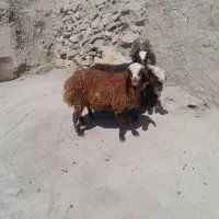 ۵راس بره