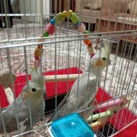 عروس هلندی ۶ ماهه