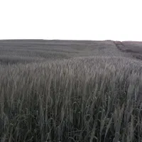 اجاره زمین کشاورزی دیم