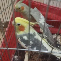 عروس هلندی مولد