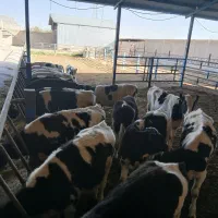 گوساله پرواری