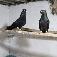 کبوتر