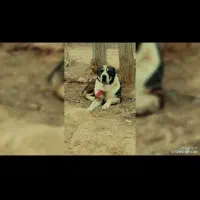 سگ خراسانی(الابای پژدر گله ای)