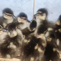 جوجه اردک رشتی دومایی اصل