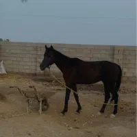 اسب نریان