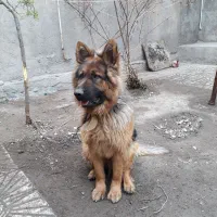 سگ ژرمن|سگ|اردبیل, |دیوار