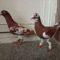 کبوتر  بی عیب  قیمت خوب