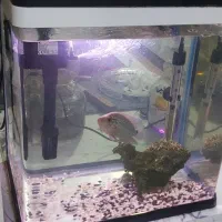 آکواریوم دلسا،عروس هلندی،سهره قناری