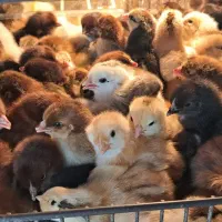 جوجه ۵روزه تا بالغ تخم گذار.اردک اسرائیلی و محلی