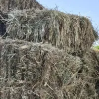 شبدر درجه یک 1600000