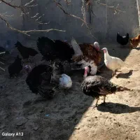 ۱۰ عدد بقلمون ۵تا خروس ۵ماده زده کش ۱۰ کیلو