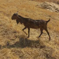 بز نژدی گوسفند
