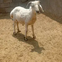 بره گوشتی وداشتی