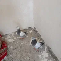 کبوتر اوچان