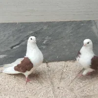 کبوتر جم دوکت