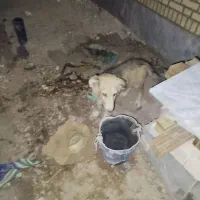 سگ نر ۴ماهه نژاد سرابی و افغان