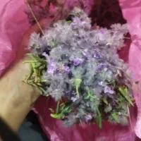 چای