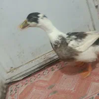 اردک|پرنده|زاهدان, |دیوار
