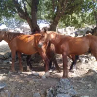 مادیان  آبستن با کره اسب یک ساله