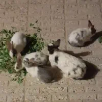 بچه خرگوش