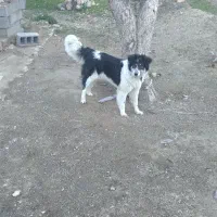 سگ نگهبان
