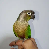 گرینچیک نر دستی سخنگو و رقاص