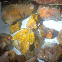 کلکسیونی