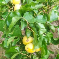 باغ-نقلی-دیوارکشی-شده-درخراجو