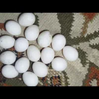 عروس هلندی